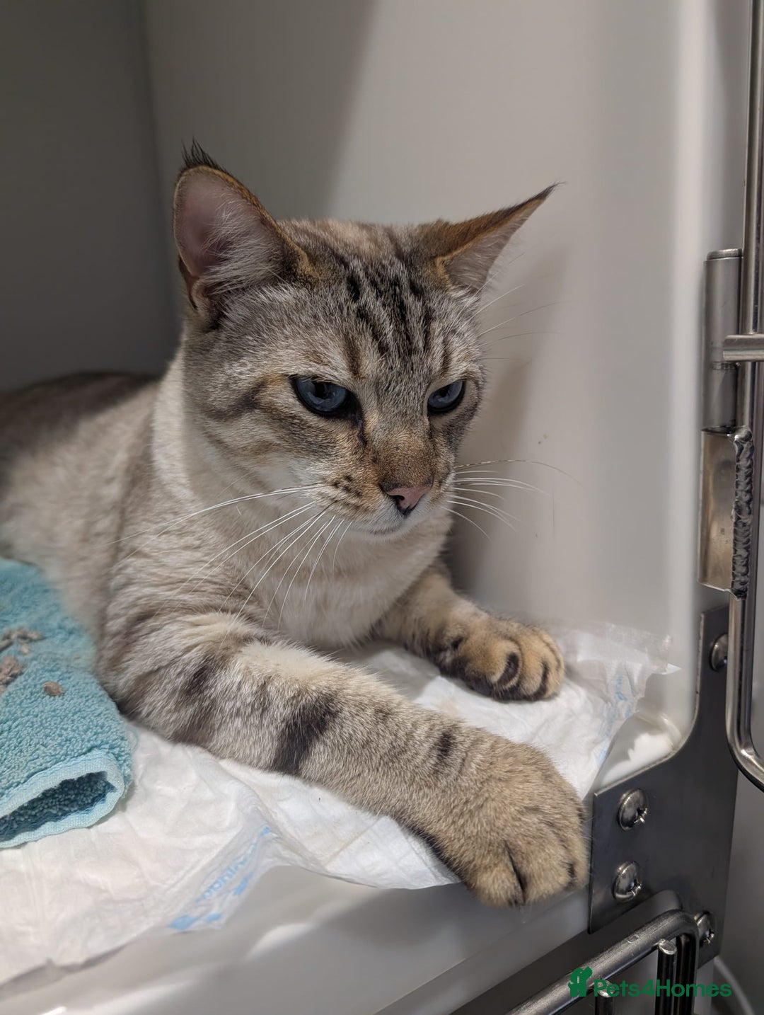 Bengal cats for adoption: Odie, Bengal X Ragdoll, 5 year old male  - Image 3