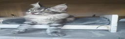 Maine Coon cats for sale: ready now  STUNNING TICA MAINE COON KITTENS - Advert 11