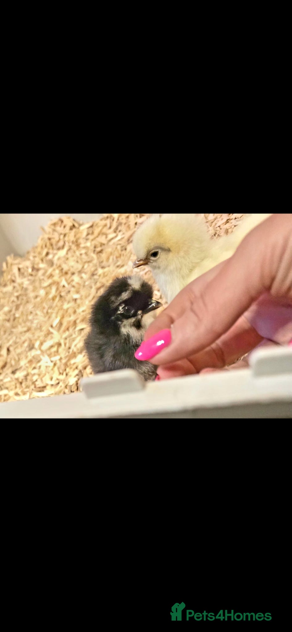 Chickens poultry for sale: Days old chicks available  - Advert 1