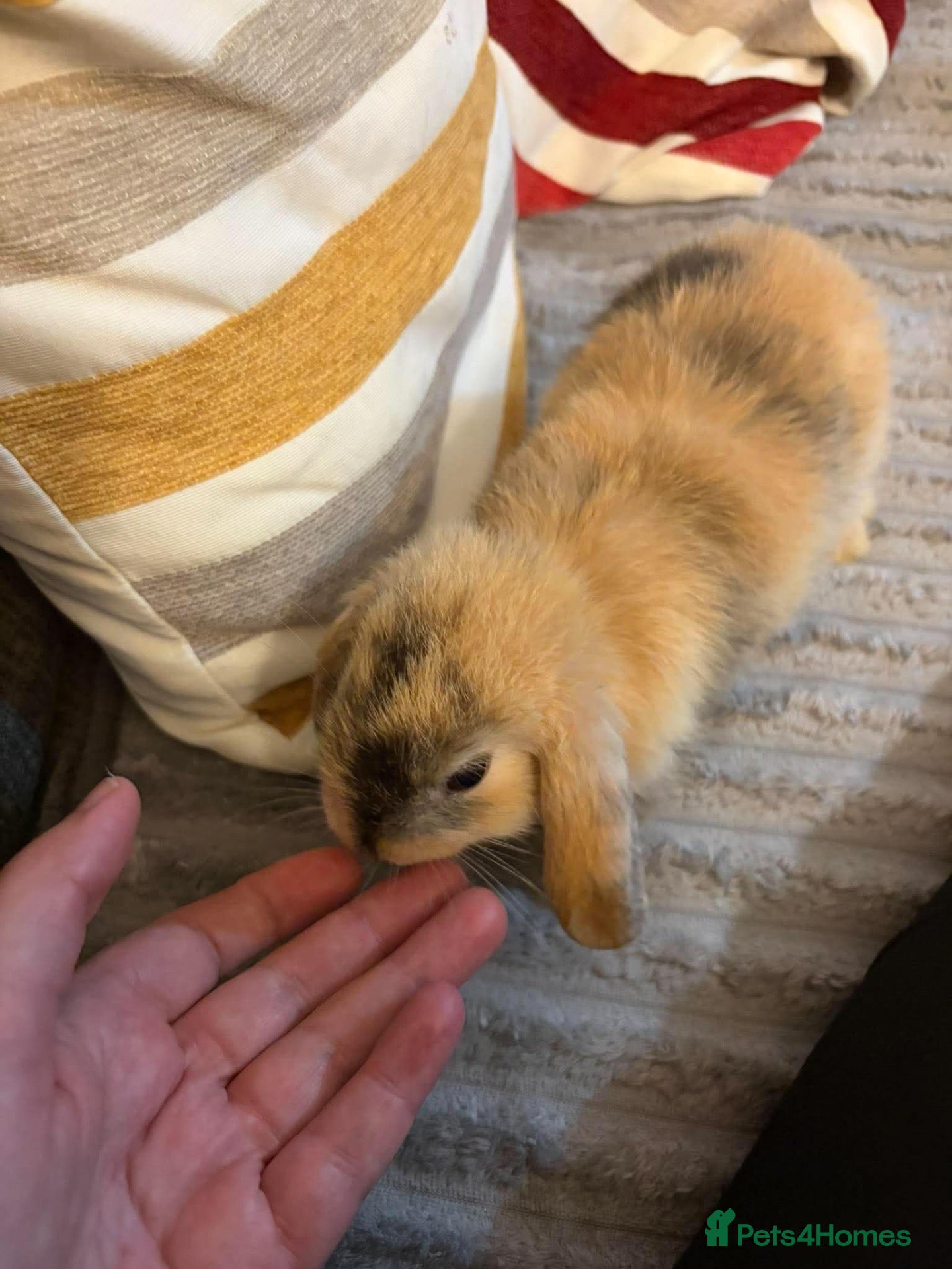 Mini Lion Lop rabbits 1 left Baby boy bunnies mini lop  - Advert 5