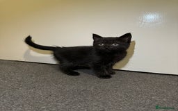 British Shorthair cats for sale: British shorthair mixed  - Image 6