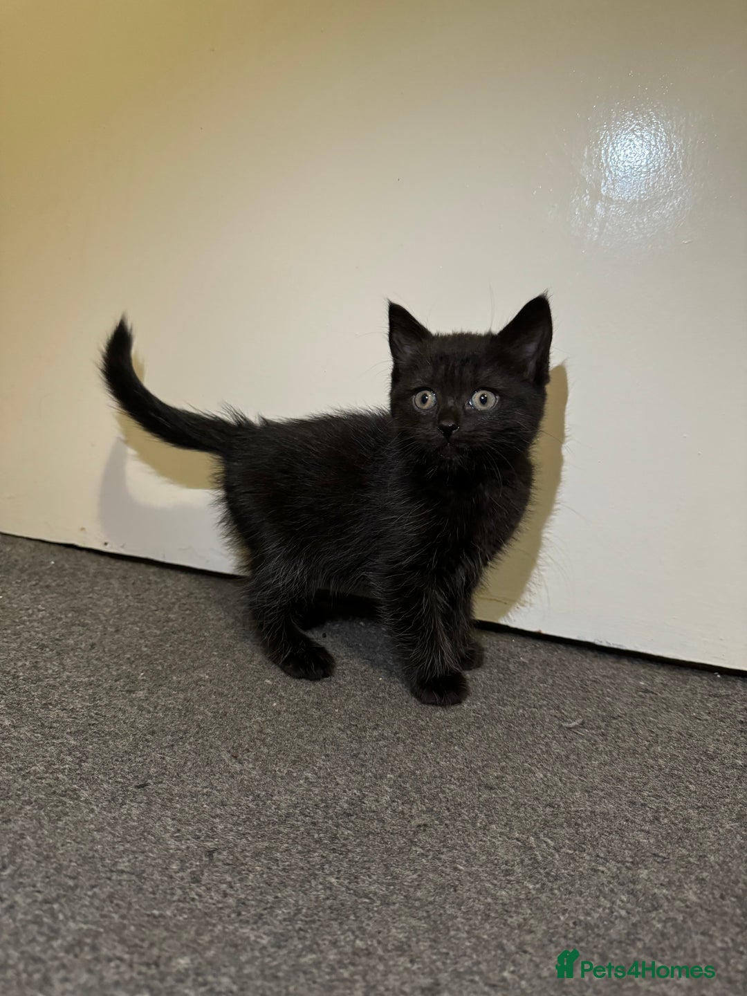 British Shorthair cats for sale: British shorthair mixed  - Image 6