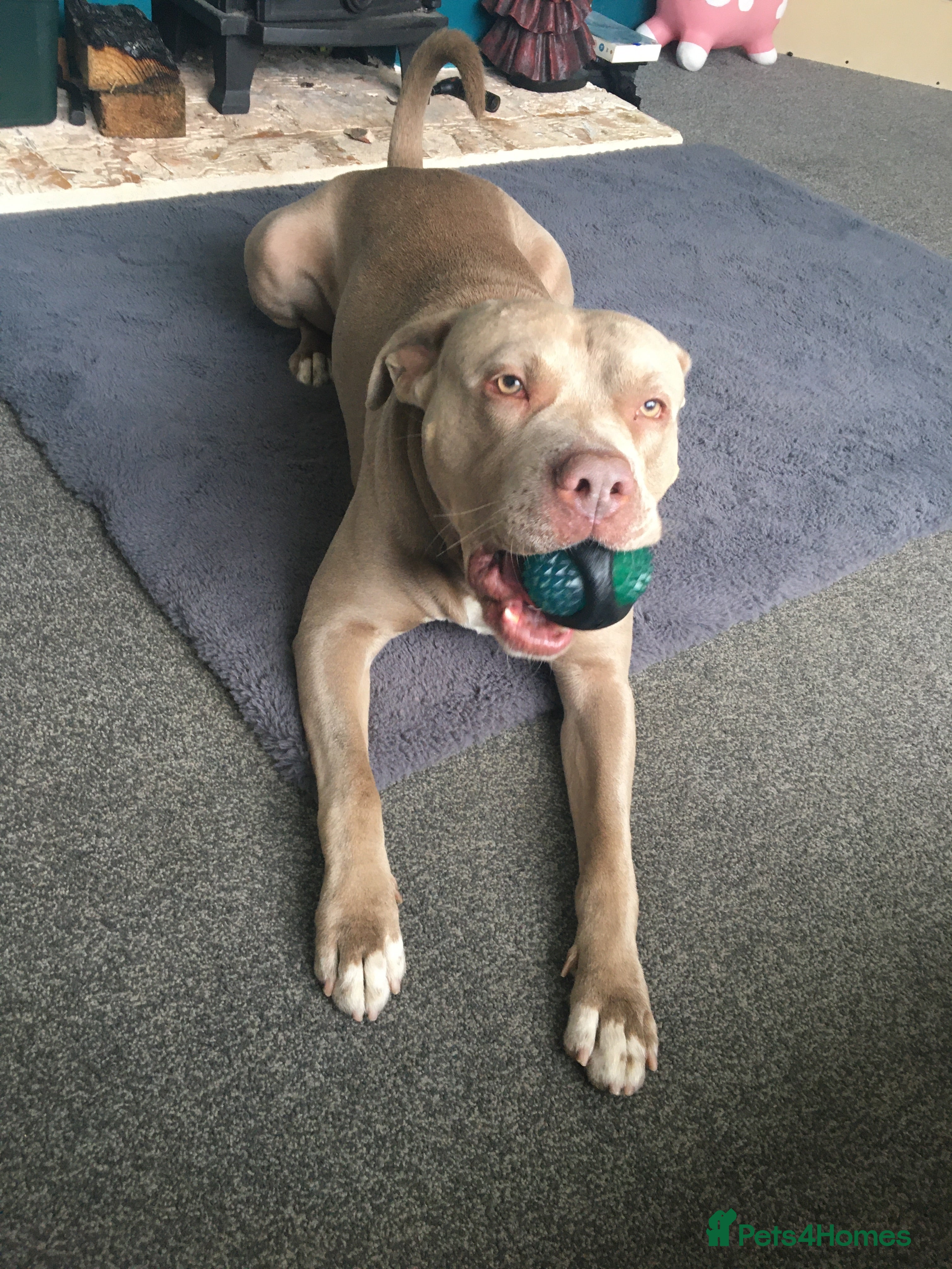 Staffordshire Bull Terrier dogs This is Leo urgent home needed  - Advert 17