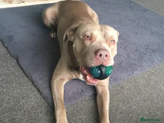 Staffordshire Bull Terrier dogs This is Leo urgent home needed - Advert 17