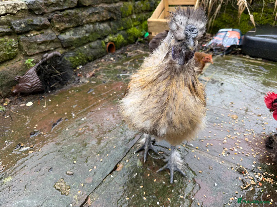 Chickens poultry for sale: 2 x silkie lavender cockerel - -Free - Advert 7