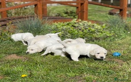 Golden Retriever dogs for sale: Cream Golden Retriever - Image 2