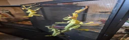 Stick Insects invertebrates for sale: Colony of Macleay's spectres - Advert 2