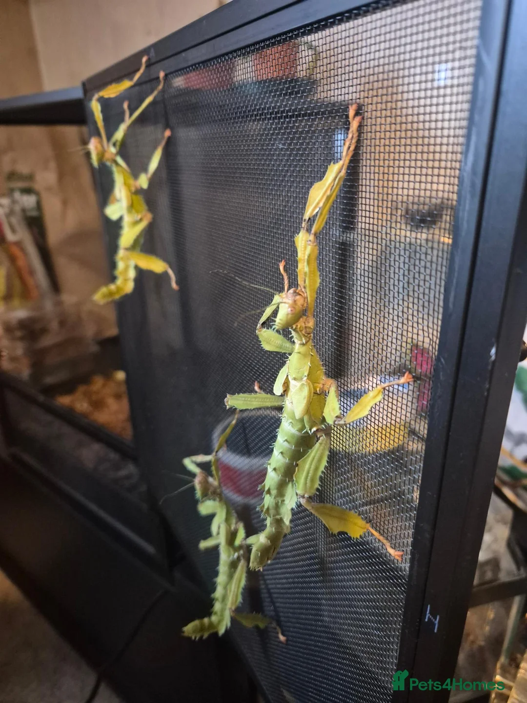 Stick Insects invertebrates for sale: Colony of Macleay's spectres - Advert 2
