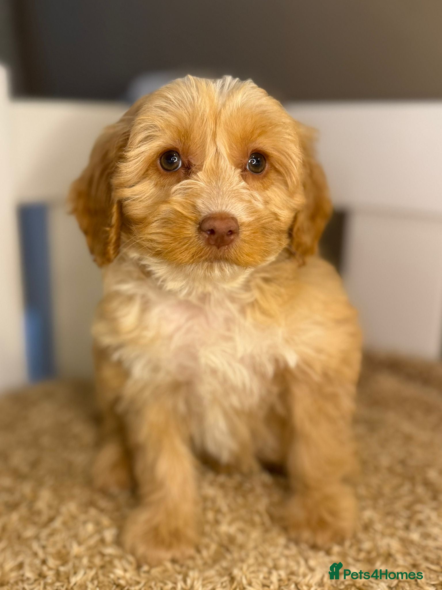 Cockapoo dogs Healthy & Happy Cockapoos ✨ - Advert 1