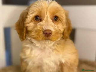 Cockapoo dogs for sale: Healthy & Happy Cockapoos ✨ - Advert 1