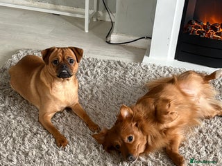 Pomchi dogs Pomchi mom and Pomchi cross pug daughter - Advert 2