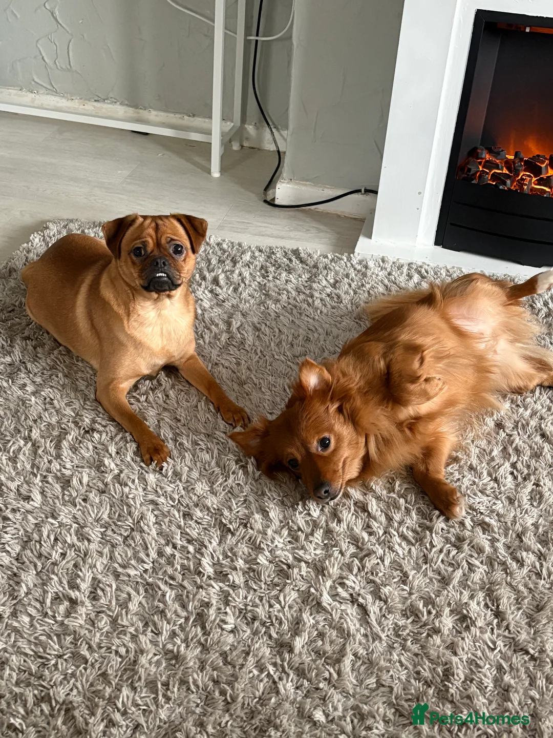 Pomchi dogs for sale: Pomchi mom and Pomchi cross pug daughter  - Advert 1