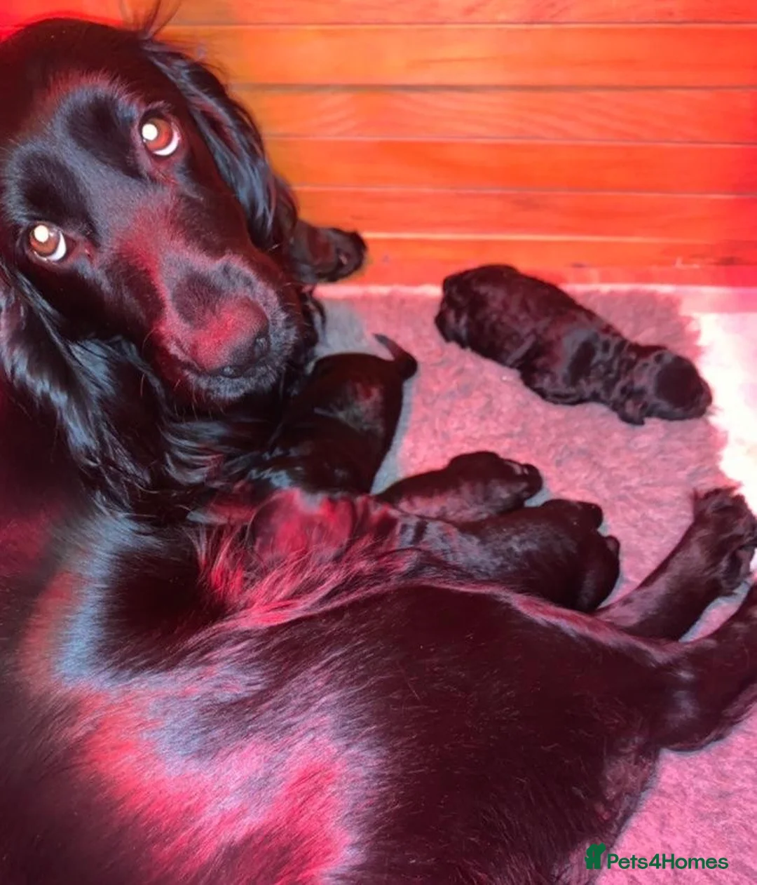 Cockapoo dogs for sale: Cockapoo puppies F1 - Advert 9