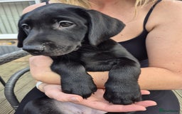 Labrador Retriever dogs for sale: Adorable Labrador pups ready for their foreve - Image 1