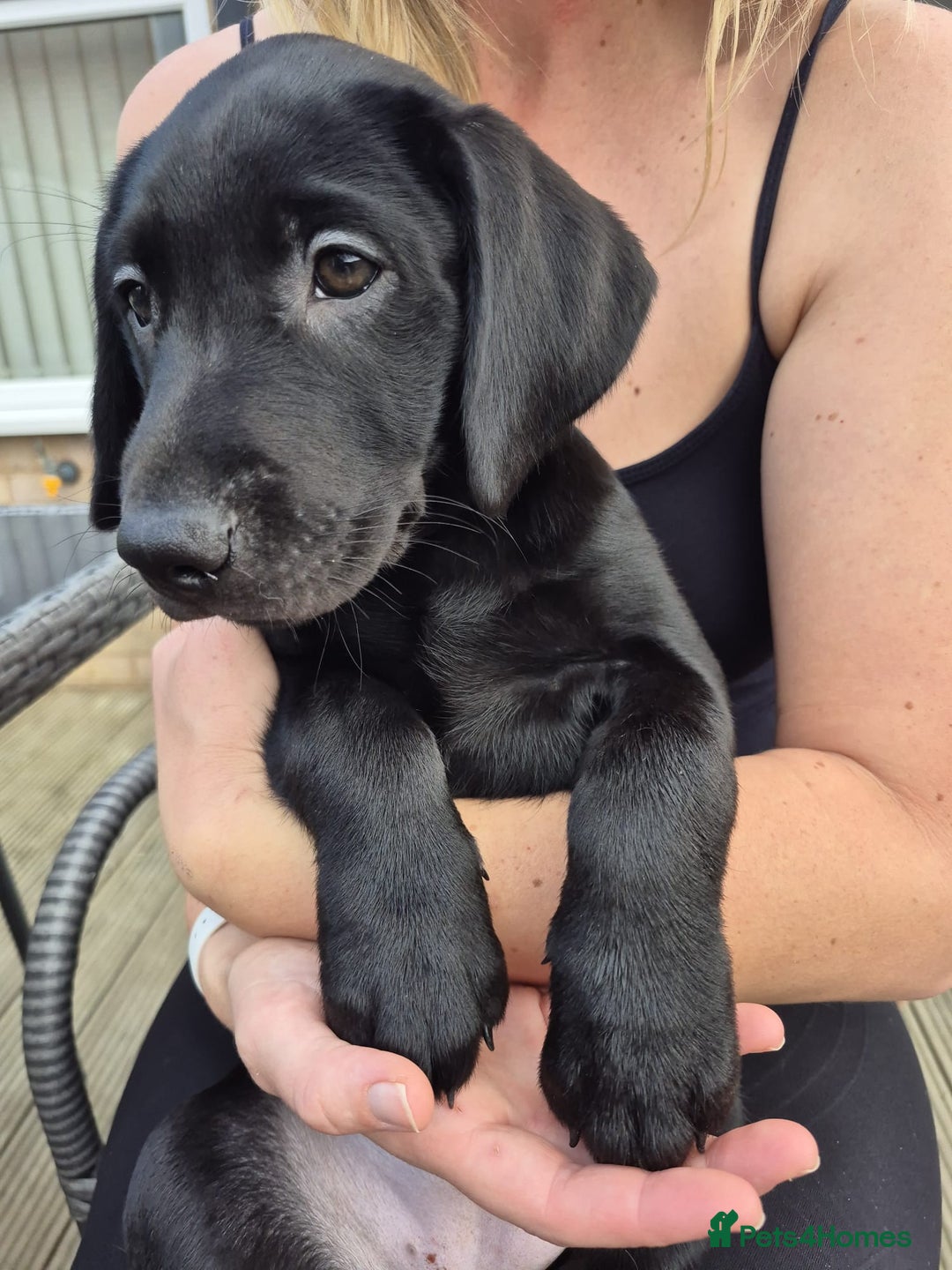 Labrador Retriever dogs for sale: Adorable Labrador pups ready for their foreve - Image 1