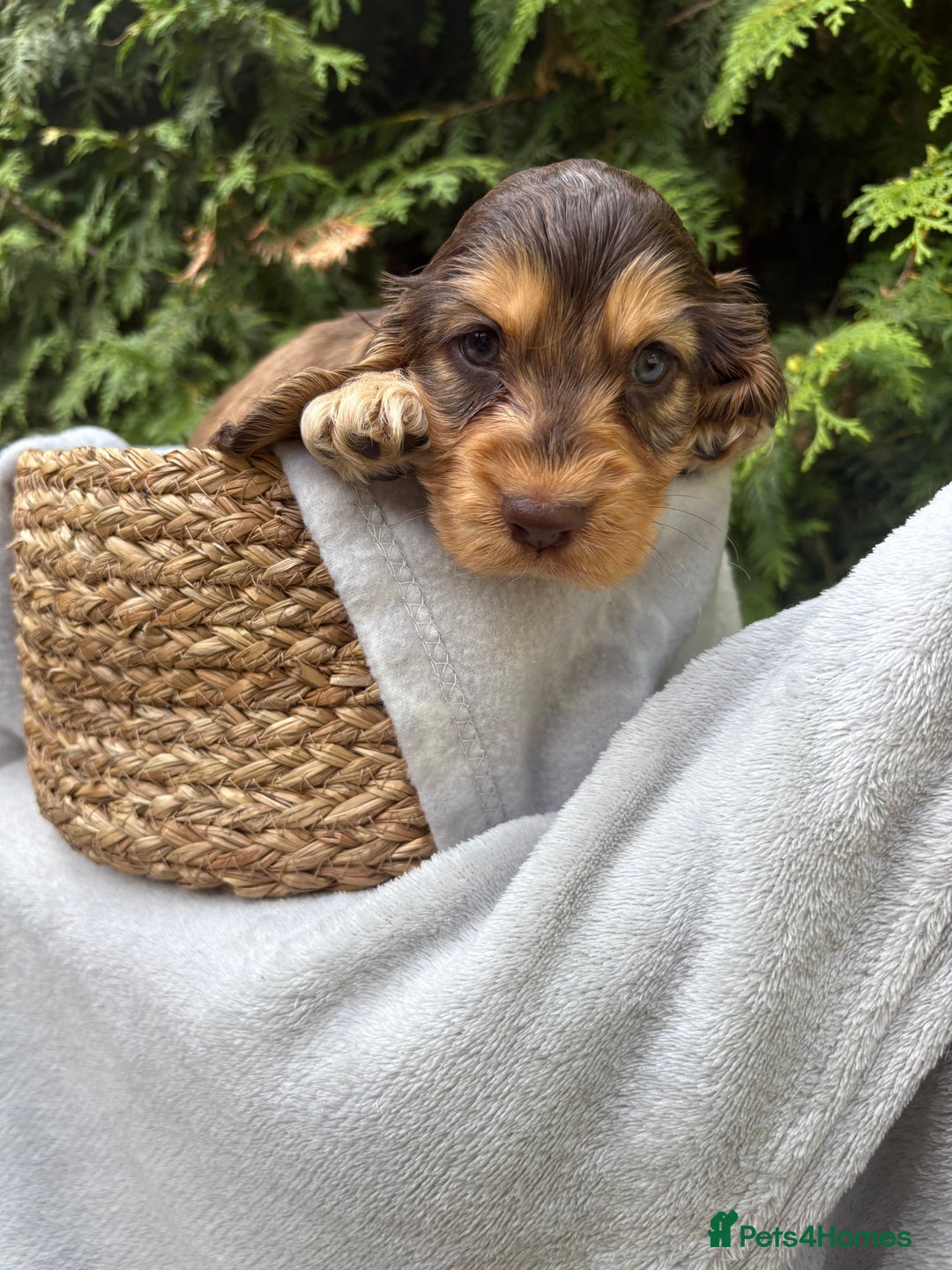 Cocker Spaniel dogs for sale: GORGEOUS SHOW TYPE SABLES COCKER SPANIAL PUPPIES - Image 12