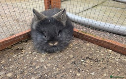 Mini Lion Lop rabbits for sale: Mini liop lops - Image 2