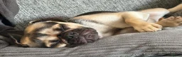 Mixed Breed dogs for sale: 1 year old Pug x looking for new home  in Ellesmere - Advert 2