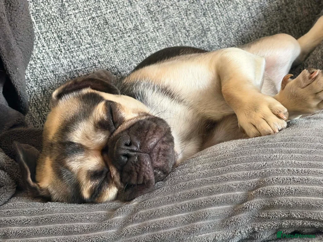 Mixed Breed dogs for sale: 1 year old Pug x looking for new home  in Ellesmere - Advert 2