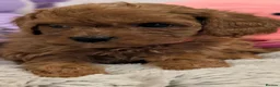 Cavapoo dogs for sale: F1 Extensively Health Tested Thearpy Cavapoos - Advert 9