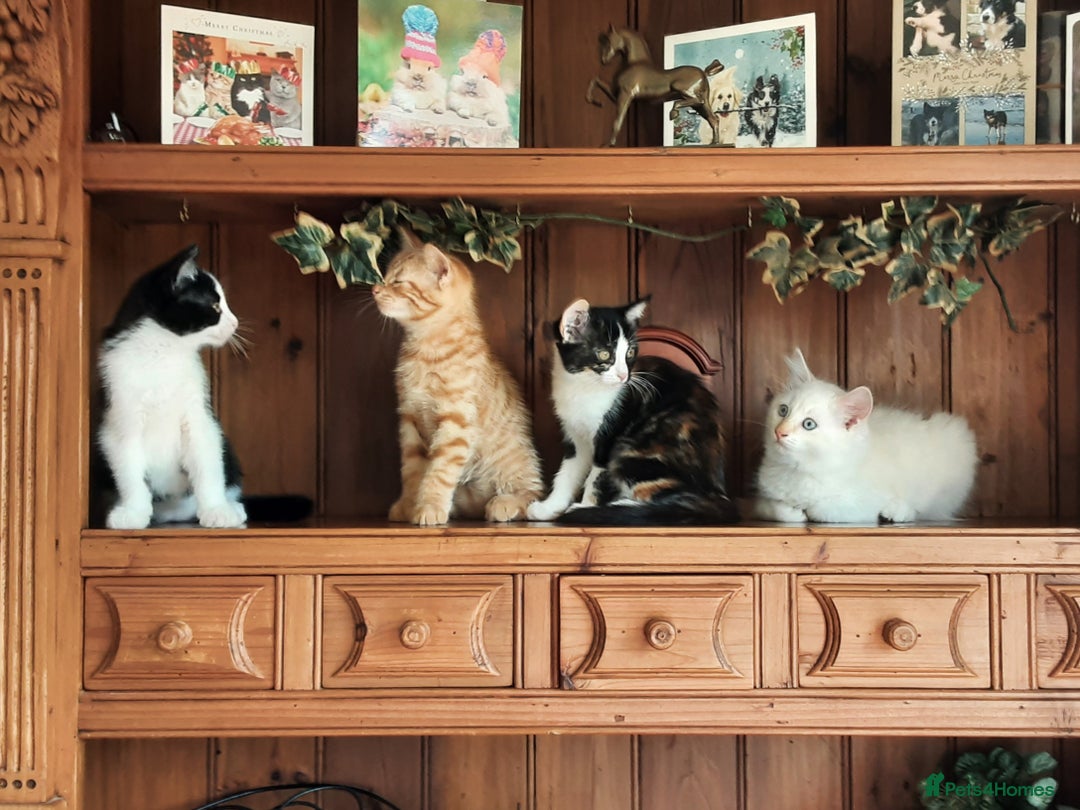 Mixed Breed cats for sale: Beautiful part siamese kittens  - Image 1