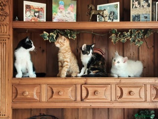 Mixed Breed cats - Advert 18