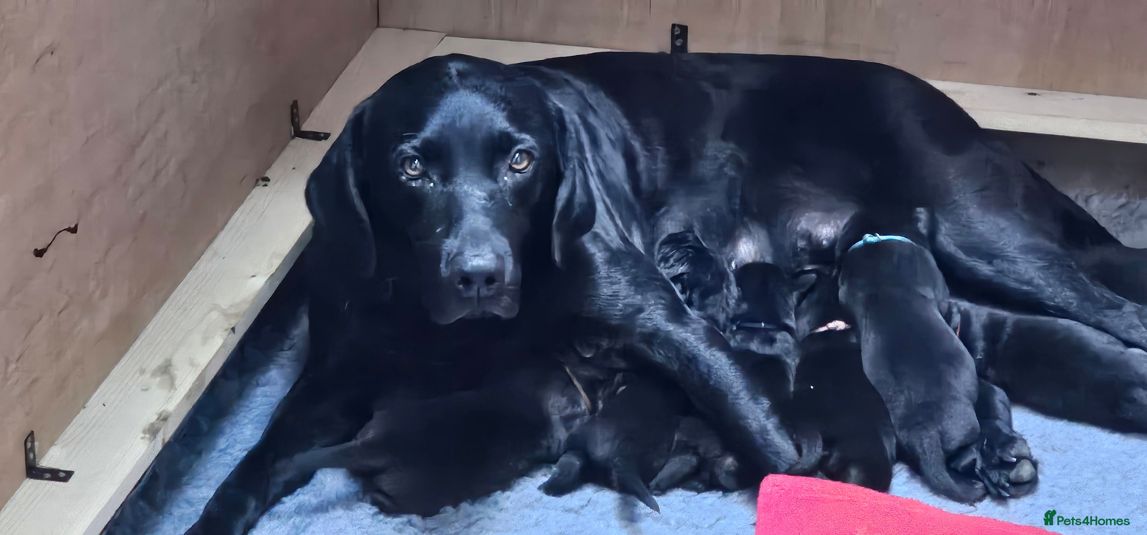 Labrador Retriever dogs Superb, black labrador, FTCH pedigree, puppies - Advert 2