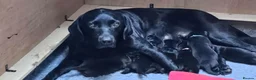 Labrador Retriever dogs for sale: Superb, black labrador, FTCH pedigree, puppies - Advert 9