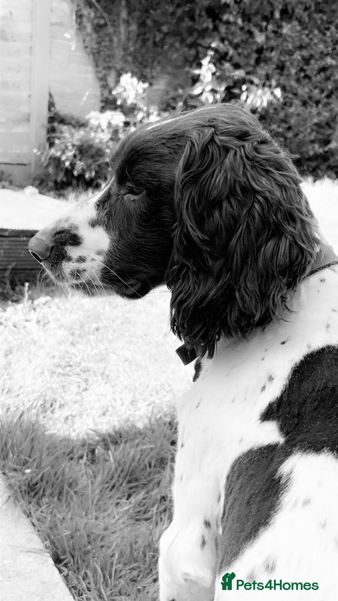 English Springer Spaniel dogs for sale: KC English Springer Spaniel Pups  - Advert 8