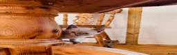 Siamese cats for sale: Beautiful Siamese x Persian kittens ready to go - Advert 22