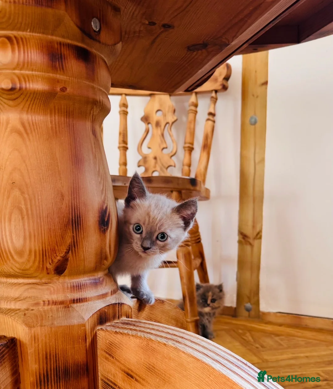 Siamese cats for sale: Beautiful Siamese x Persian kittens ready to go - Advert 22