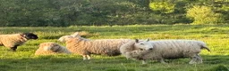 Sheep livestock for sale: Dorset and Border Leicester Shearling Rams - Advert 6