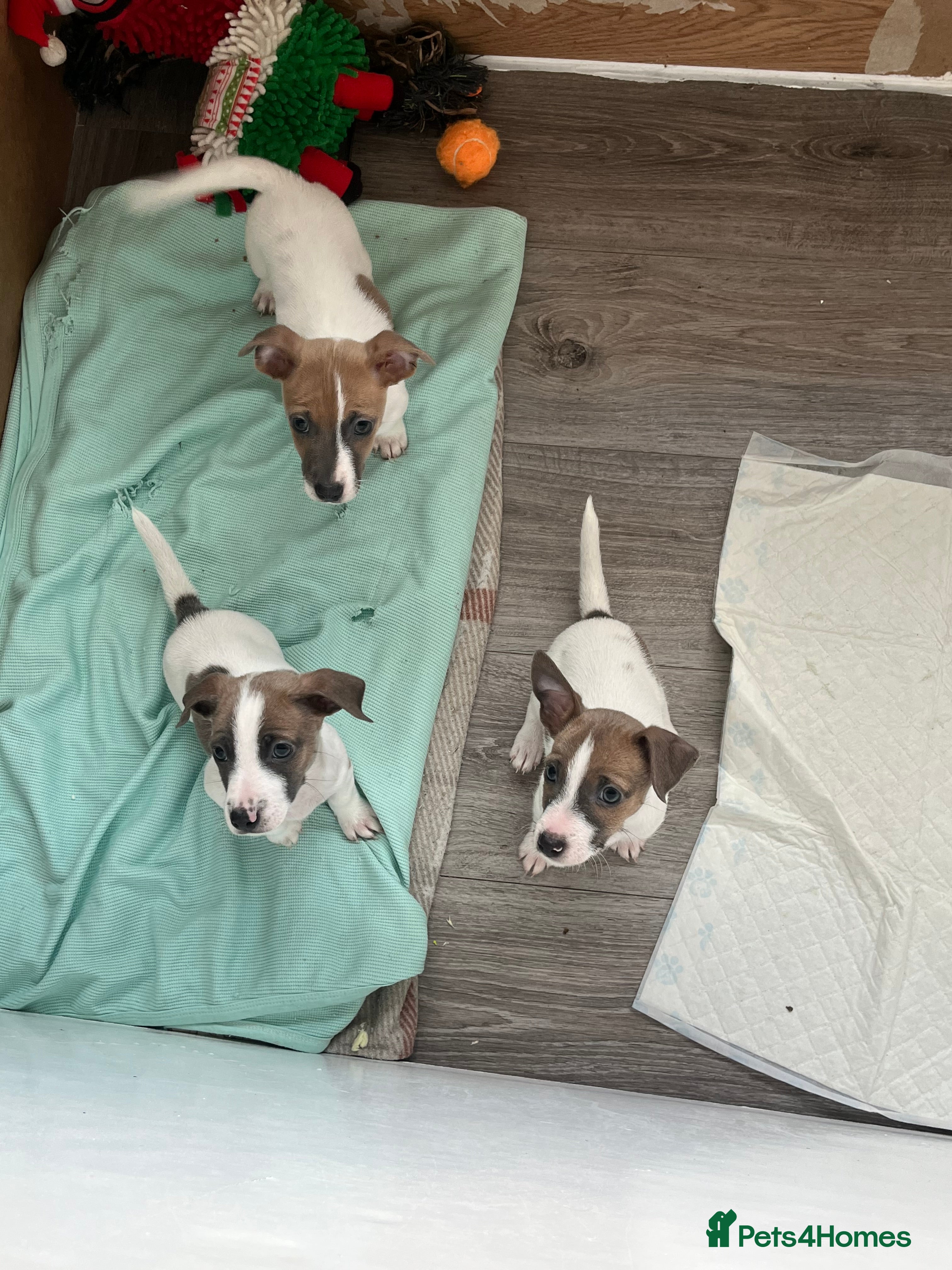 Jack Russell dogs 3 boys left!!! Blue/red tri JR puppies  - Advert 1