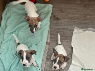 Jack Russell dogs 2 boys left!!! Blue/red tri JR puppies - Advert 4