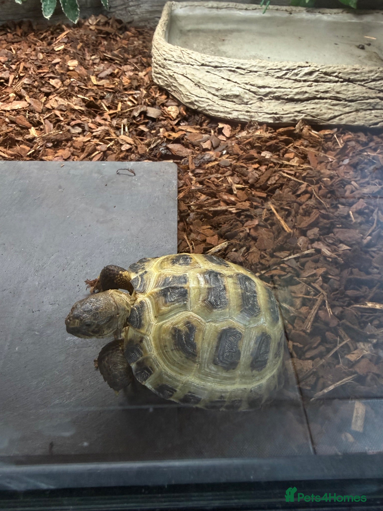 Tortoise reptiles Horsefield tortoise juvenile  - Advert 1