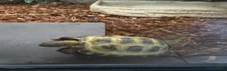 Tortoise reptiles for sale: Horsefield tortoise juvenile  - Advert 1