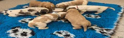 Cocker Spaniel dogs for sale: Beautiful Show Cocker Spaniel Puppies  - Advert 10