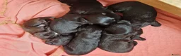 Doxiepoo dogs for sale: 6 doxiepoos - Advert 4