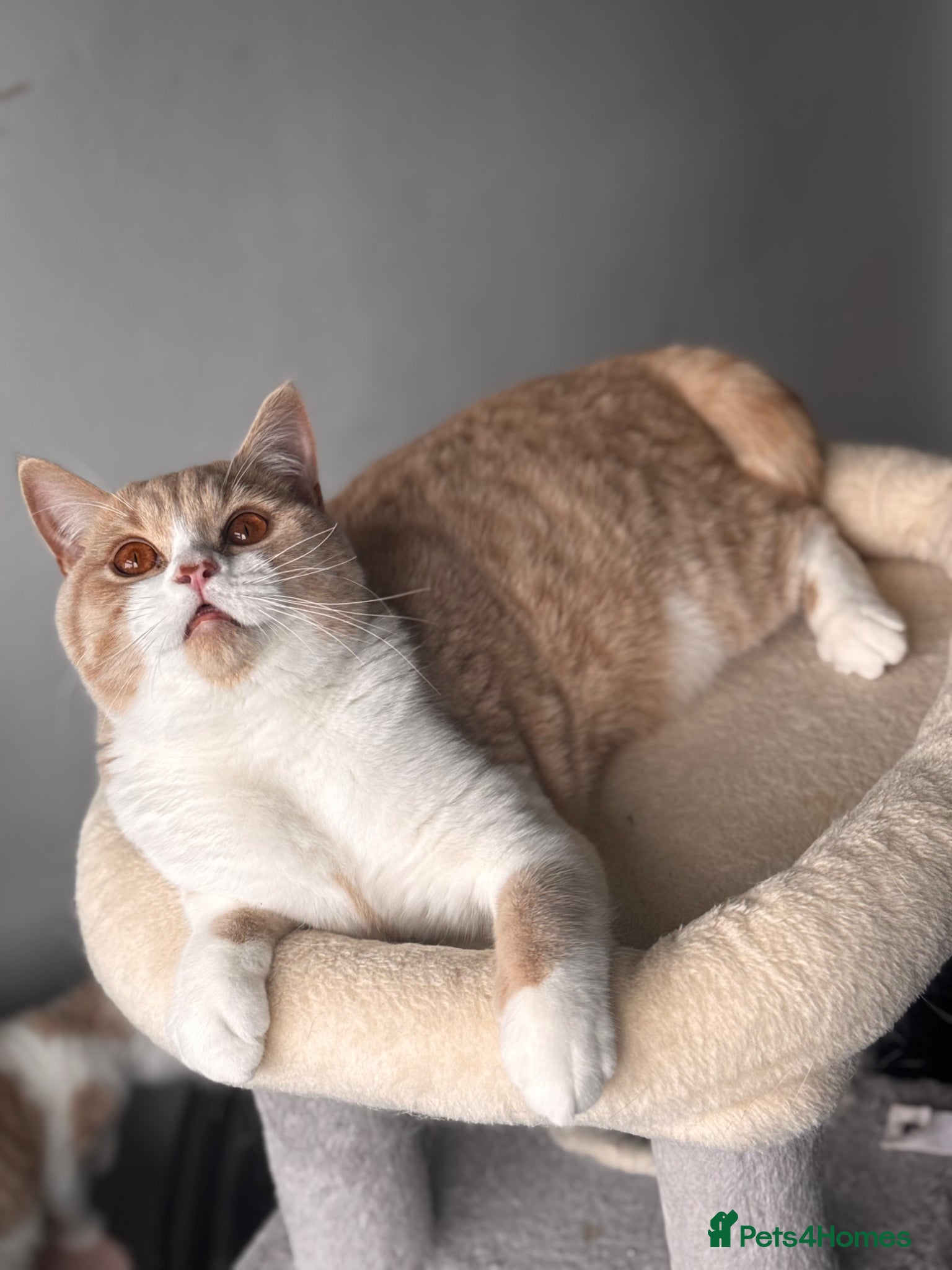 British Shorthair cats Gorgeous British shorthair Champion line🏆💙 - Advert 1