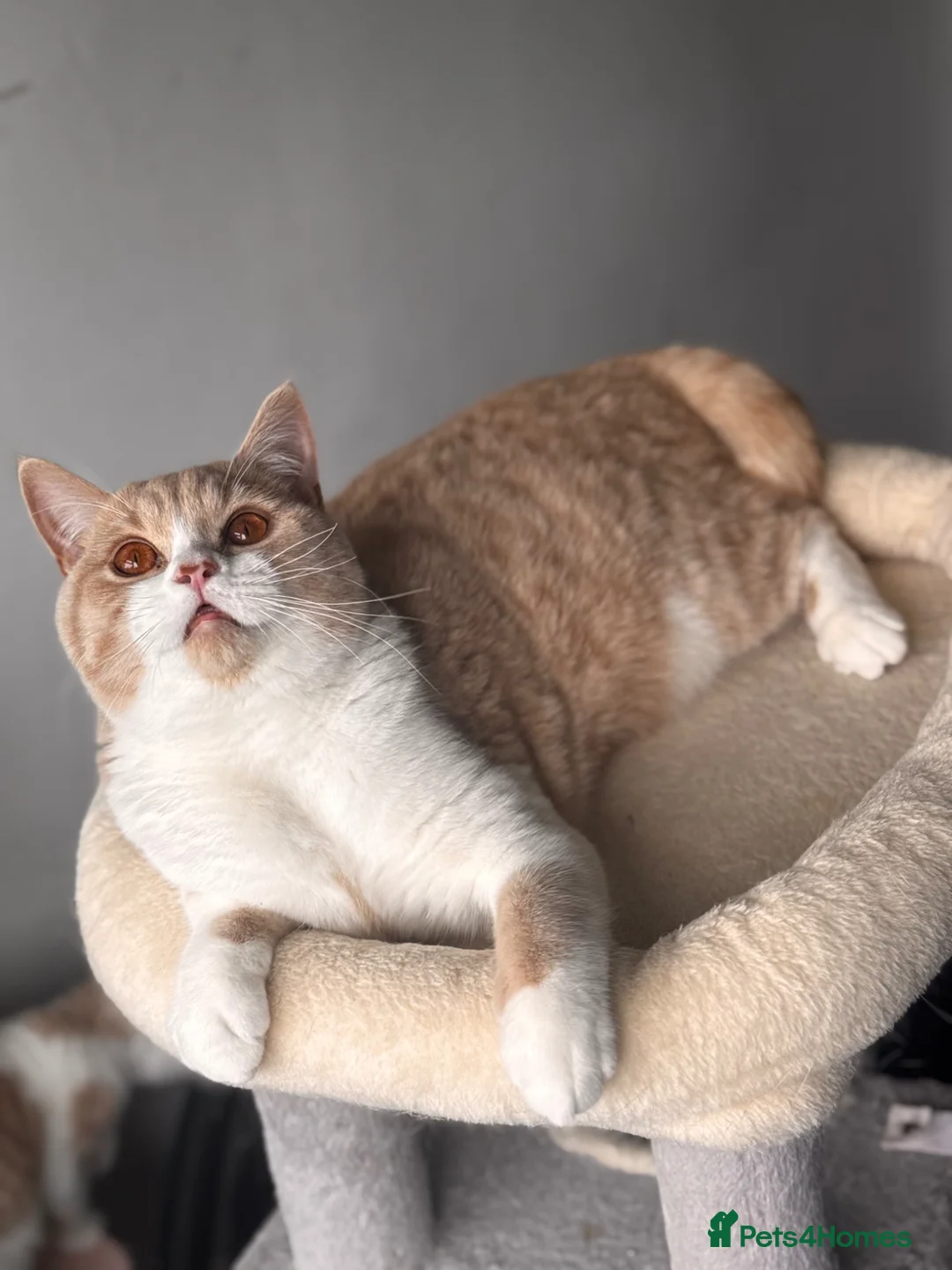British Shorthair cats for sale: Gorgeous British shorthair Champion line🏆💙 - Advert 1