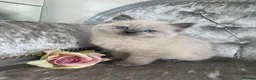 Mixed Breed cats for sale: READY NOW RAGDOLL BRITISH BLUE CROSS KITTENS - Advert 10