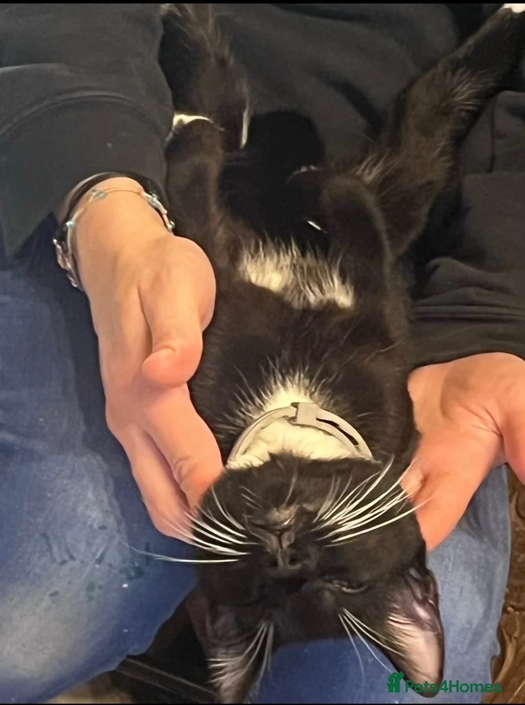 British Shorthair cats for sale: Tuxedo soppy cat - Advert 2