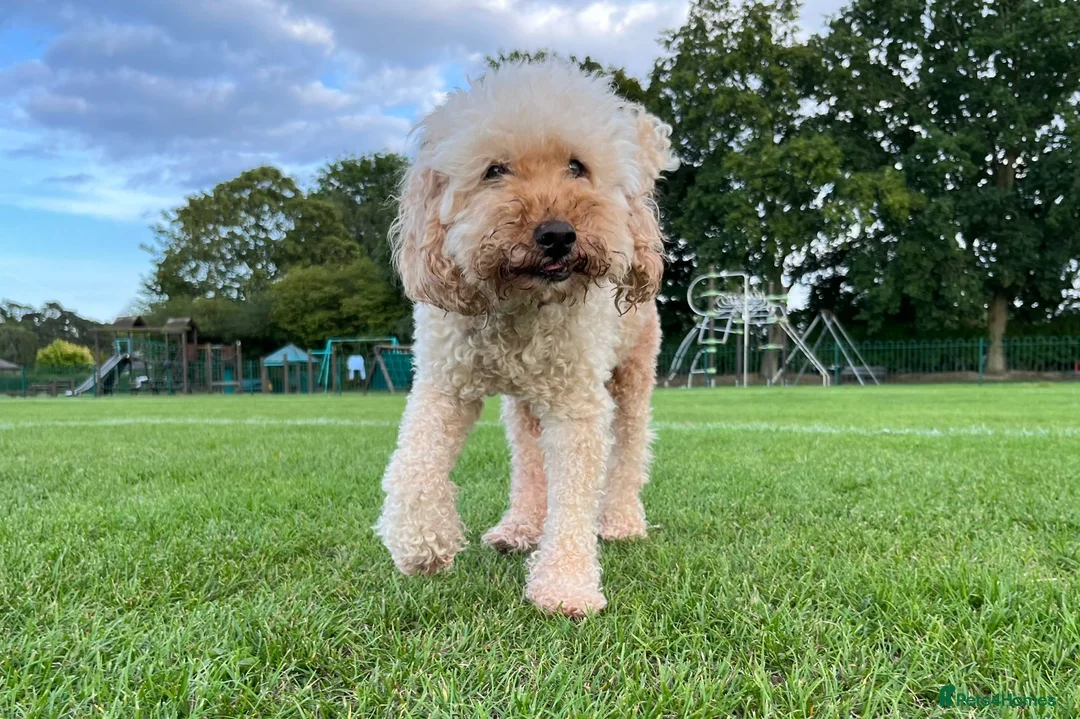 Miniature Poodle dogs for sale: Stunning Miniature Poodle Puppies PRA clear  - Advert 7