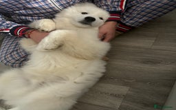 Samoyed dogs for sale: Beautiful 6-Month-Old Samoyed Boy for Sale - Image 12