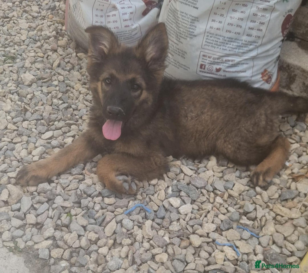 German Shepherd dogs for sale: German shepherd pups  - Image 5