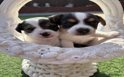 Jack Russell dogs for sale: Jack Russell puppies  - Image 7