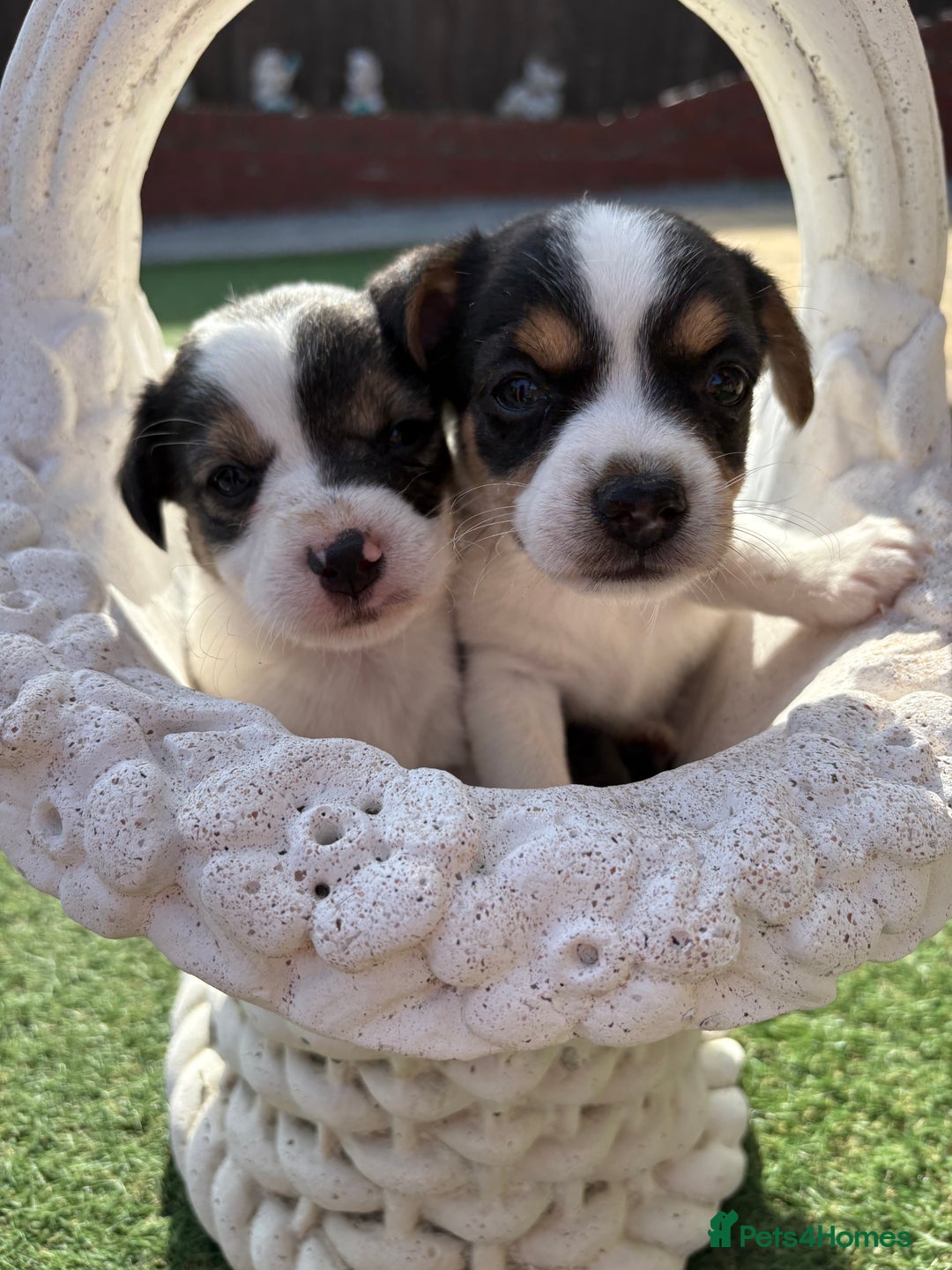 Jack Russell dogs for sale: Jack Russell puppies  - Image 7