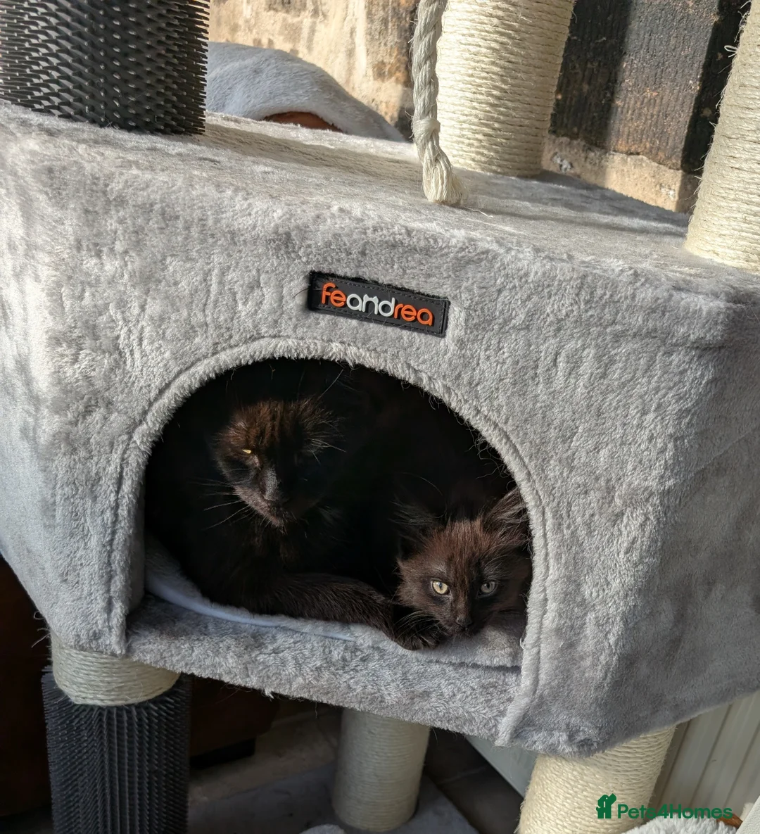 Maine Coon cats for sale: Maine Coon kitten - Advert 2