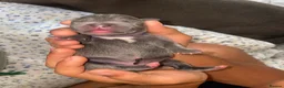 Staffordshire Bull Terrier dogs for sale: KC-QUALITY BLUE STAFFORDSHIRE BULLTERRIER PUPPIES - Advert 6
