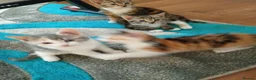 Mixed Breed cats for sale: Kittens for sale - Advert 16